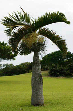 Bottle Palm Large 大きくなったトックリヤシの写真